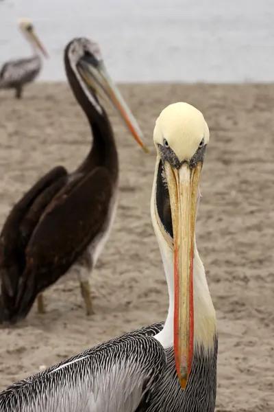 Pelicans sulle Isole Ballestas, Parco nazionale di Paracas in Perù — Foto Stock