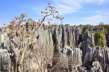shilin taş orman Kunming, yunnan Eyaleti, Çin
