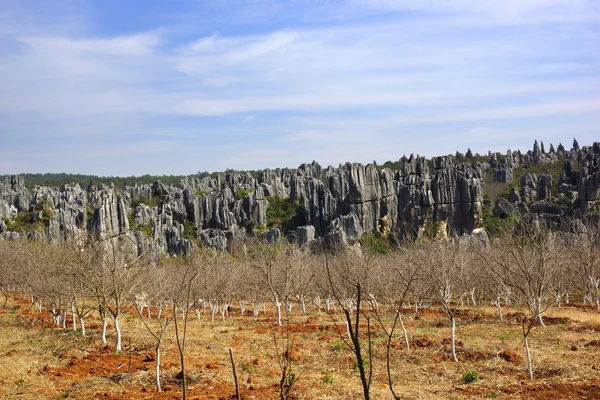 Shilin kamenný Les v kunming, Jün-nan, Čína — Stock fotografie