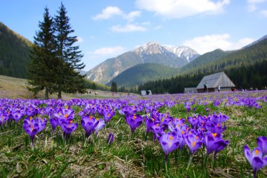 Crocuses in Chocholowska valley, Tatra Mountains, Poland clipart