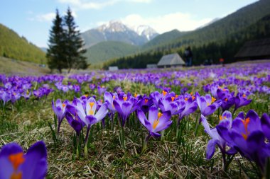 çiğdemler chocholowska Vadisi, tatra Dağları, Polonya