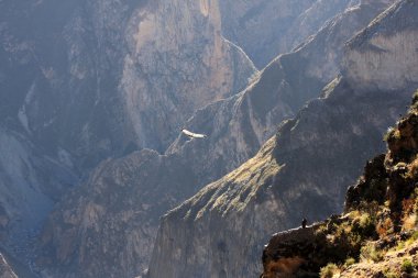 uçan condor yere colca Kanyon Peru, Güney Amerika. 