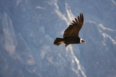 uçan condor yere colca Kanyon Peru, Güney Amerika. 