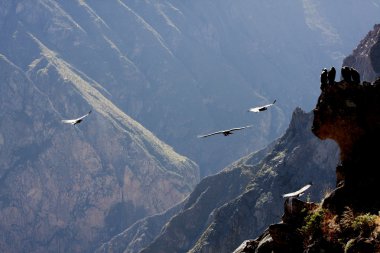 Flying condor over Colca canyon in Peru, South America.  clipart