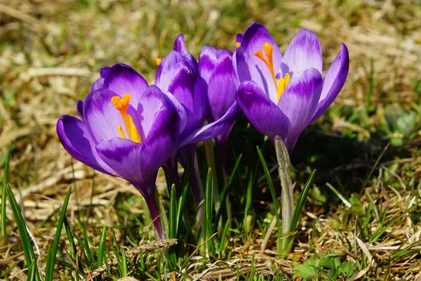 Crocus dans la vallée de Chocholowska, montagnes Tatra, Pologne — Photo