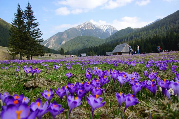 Krokusse im Chocholowska-Tal, in der Tatra, in Polen — Stockfoto