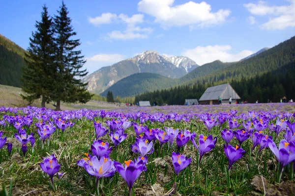 Crocus dans la vallée de Chocholowska, montagnes Tatra, Pologne — Photo