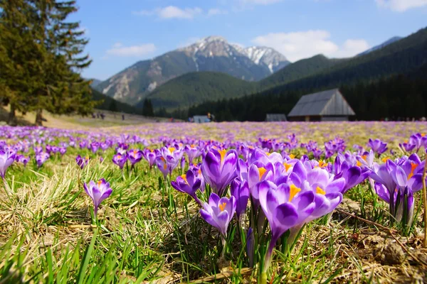 番红花在 chocholowska 山谷，越过 tatra 山脉，波兰 — 图库照片