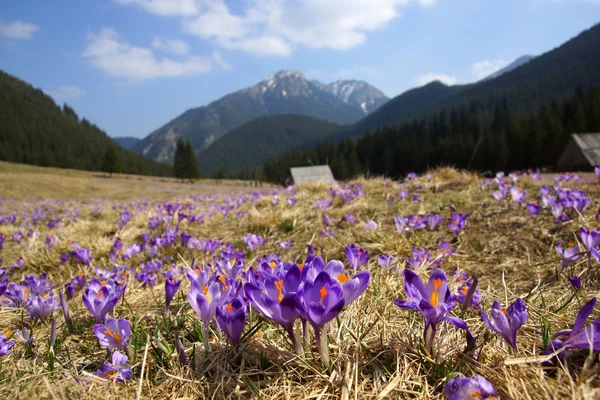 Cruces en el valle de Chocholowska, montañas de Tatra, Polonia —  Fotos de Stock