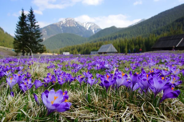 番红花在 chocholowska 山谷，越过 tatra 山脉，波兰 — 图库照片