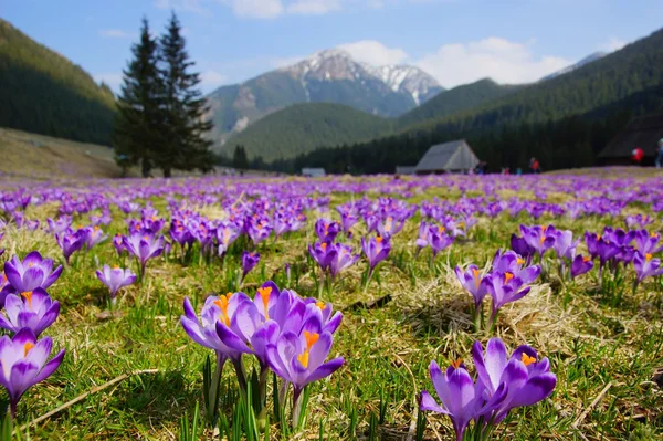 Çiğdemler chocholowska Vadisi, tatra Dağları, Polonya — Stok fotoğraf