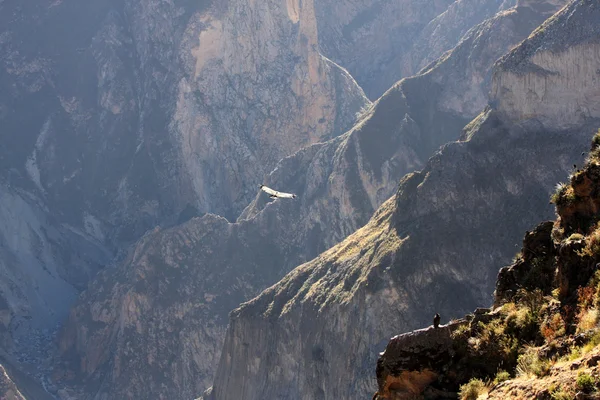 Létající condor nad colca canyon v peru, Jižní Amerika. — Stock fotografie