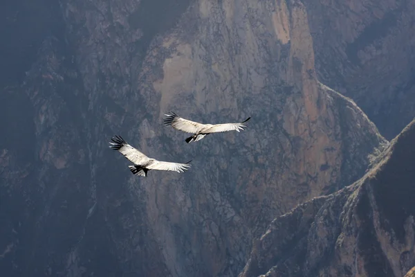 Létající condor nad colca canyon v peru, Jižní Amerika. — Stock fotografie