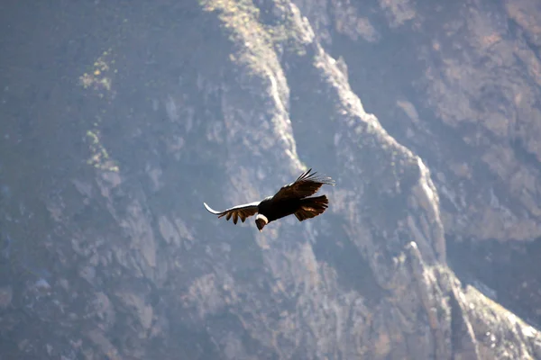 Condor vliegt over colca canyon in peru, Zuid Amerika. — Stockfoto