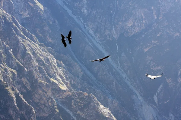 Létající condor nad colca canyon v peru, Jižní Amerika. — Stock fotografie