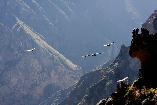 Cóndor volador sobre el cañón del Colca en Perú, América del Sur . —  Fotos de Stock