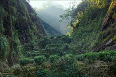 çay platnation fujian Eyaleti, Çin