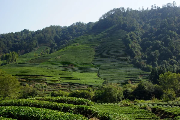 Plantación de té en la provincia de Fujian, China — Foto de Stock