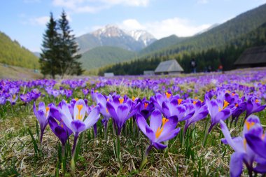 Crocuses in Chocholowska valley, Tatra Mountains in Poland clipart