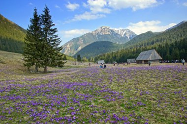 chocholowska Valley, çiğdemler Polonya tatra Dağları