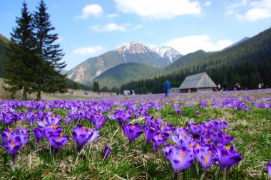 chocholowska Valley, çiğdemler Polonya tatra Dağları