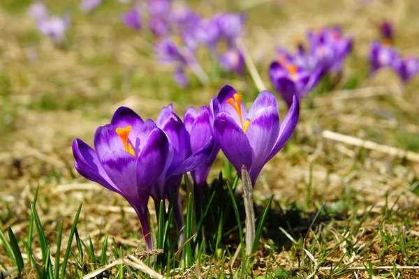 Crocus dans la vallée de Chocholowska, les montagnes Tatra en Pologne — Photo