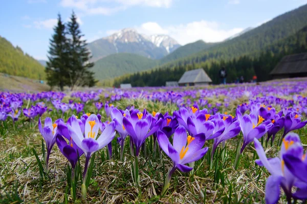 Krokusse im Chocholowska-Tal, Tatra-Berge in Polen — Stockfoto