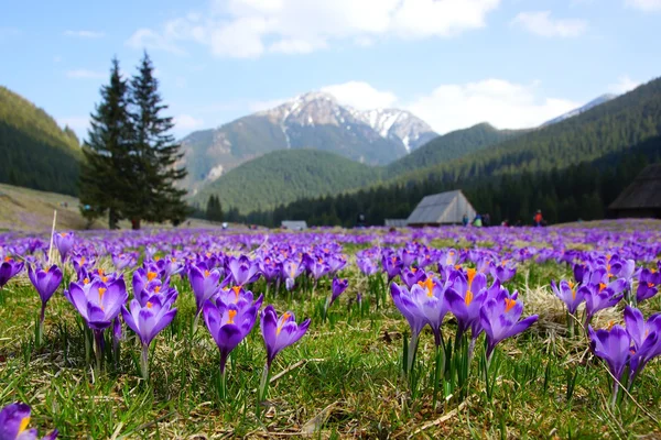 Crocus dans la vallée de Chocholowska, les montagnes Tatra en Pologne — Photo