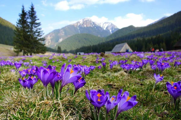 番红花在 chocholowska 山谷，越过 tatra 山脉在波兰 — 图库照片