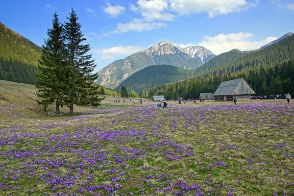 Krokusar i chocholowska valley, Tatrabergen i Polen — Stockfoto