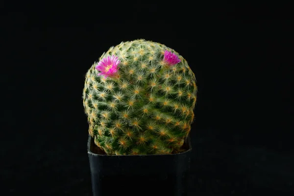 Nahaufnahme Schöne Rosa Mammillaria Schiedeana Kakteenblüte Auf Schwarzem Hintergrund — Stockfoto