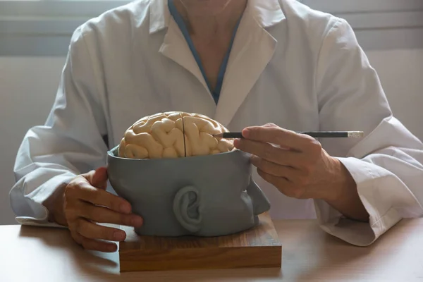 Neurokirurg Som Demonstrerar Mänsklig Hjärnmodell Anatomi Genom Att Använda Penna — Stockfoto