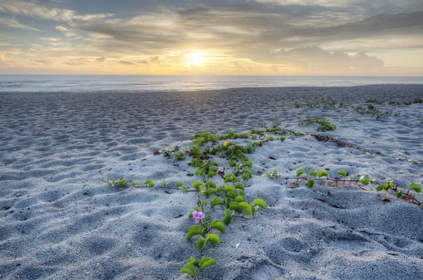 Salida del sol en Indialantic Beach — Foto de Stock