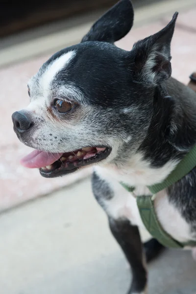 Boston terrier — Zdjęcie stockowe