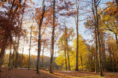 Kuzey Carolina 'da Sonbahar