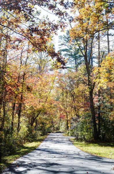 森の道 — ストック写真