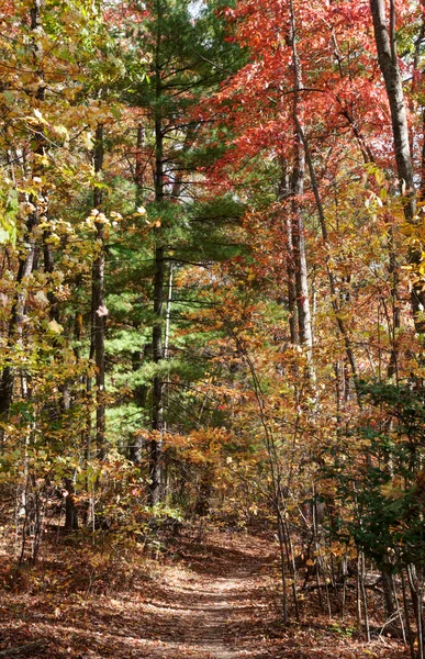 Fall i North Carolina — Stockfoto