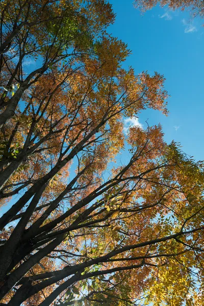 Arbres d'automne en Caroline du Nord — Photo
