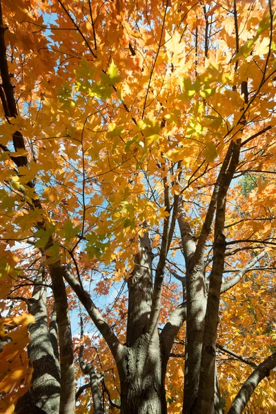 Hojas de otoño — Foto de Stock