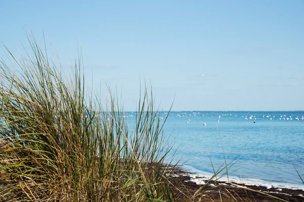 Merritt Island Wildlife Refuge — Stockfoto