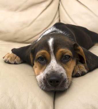 Beagle.