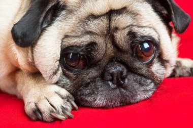 Kırmızı koltuk üzerinde şirin pug