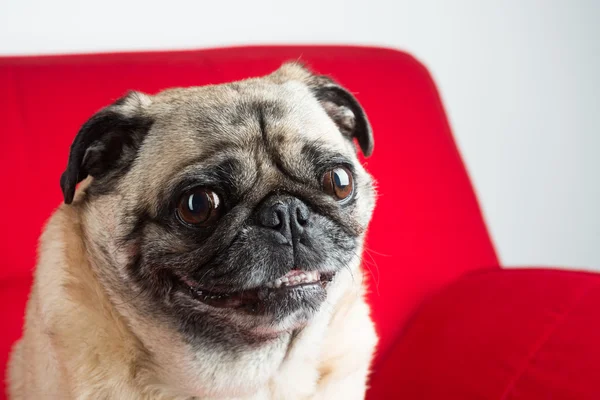 Kırmızı koltuk üzerinde şirin pug — Stok fotoğraf