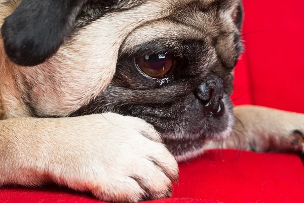 Niedlicher Mops auf rotem Sofa — Stockfoto