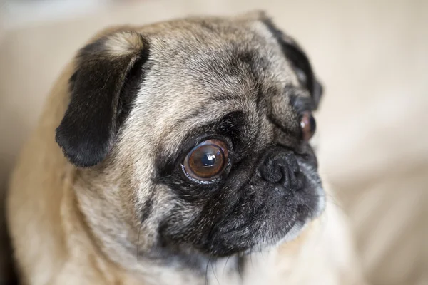 Pug with Worried Expression — Stock Photo, Image