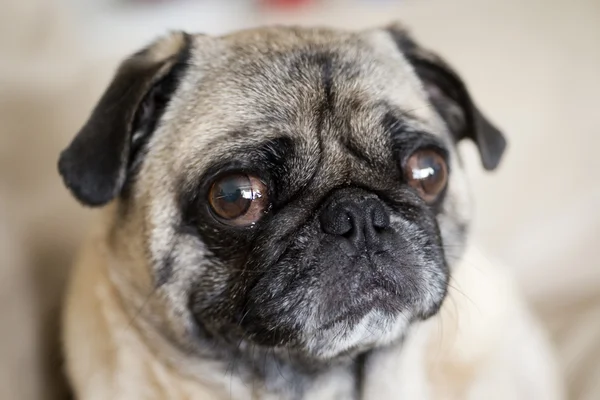 Pug with Worried Expression — Stock Photo, Image