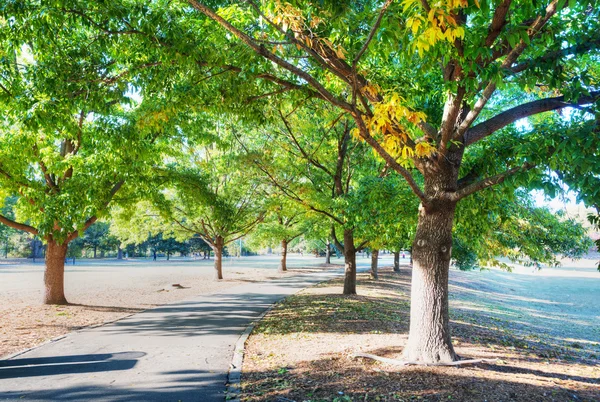 Alberi verdi in parco e strada asfaltata . — Foto Stock