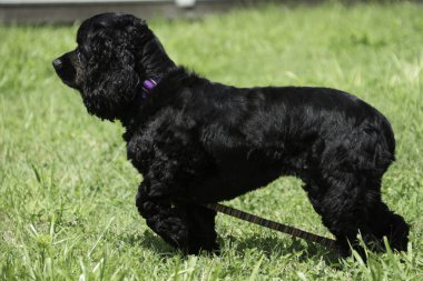 Cocker spaniel dışında