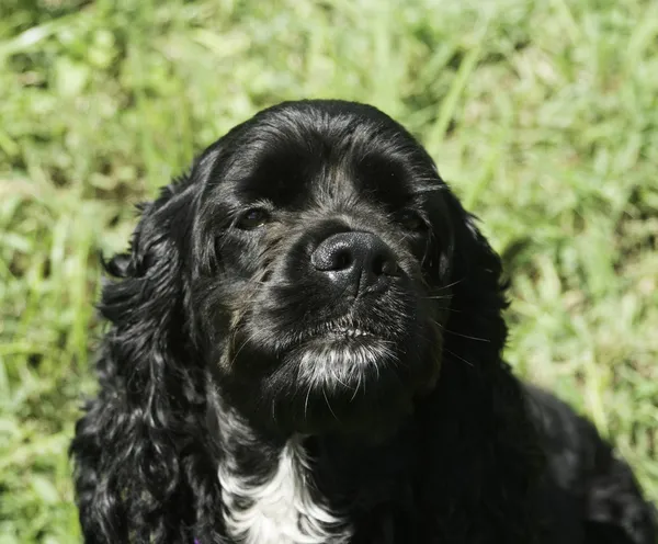 Gallo negro spaniel — Foto de Stock