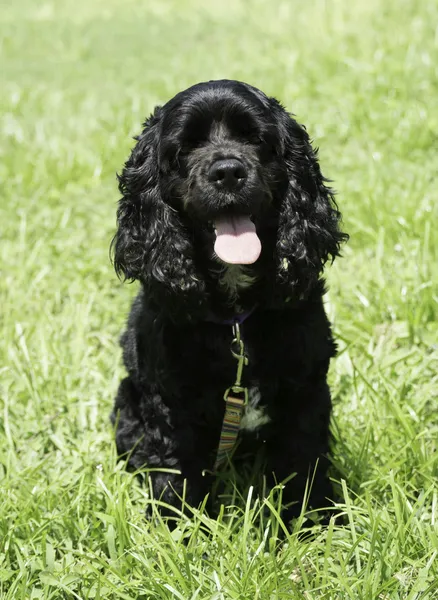 Black Cocker Spaniel — Stock Photo, Image